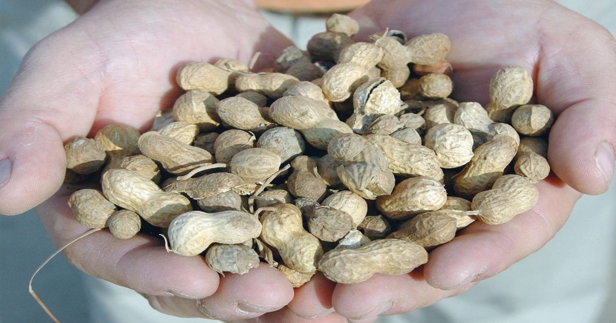 Mississippi peanuts highest yields in nation