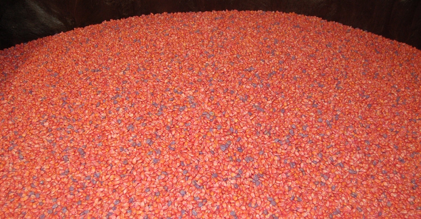 treated seed corn treated seed corn