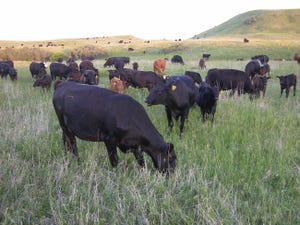 Cows and calves on summer grass