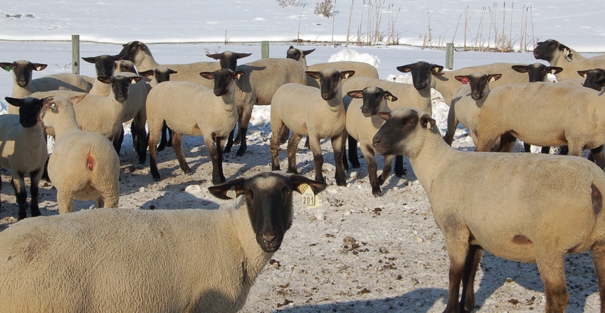 More than 500 ewes are on hand year-round at the Poe Stock Farm near Bargersville in Johnson County