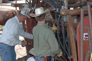 Men working cattle in hydraulic chute