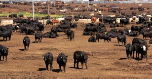Herd in dry kansas feedlot