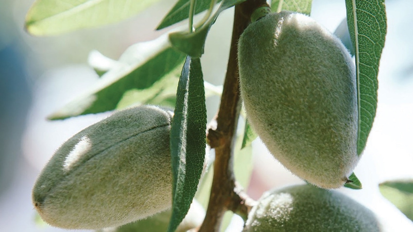 Almonds on a tree Almonds on a tree