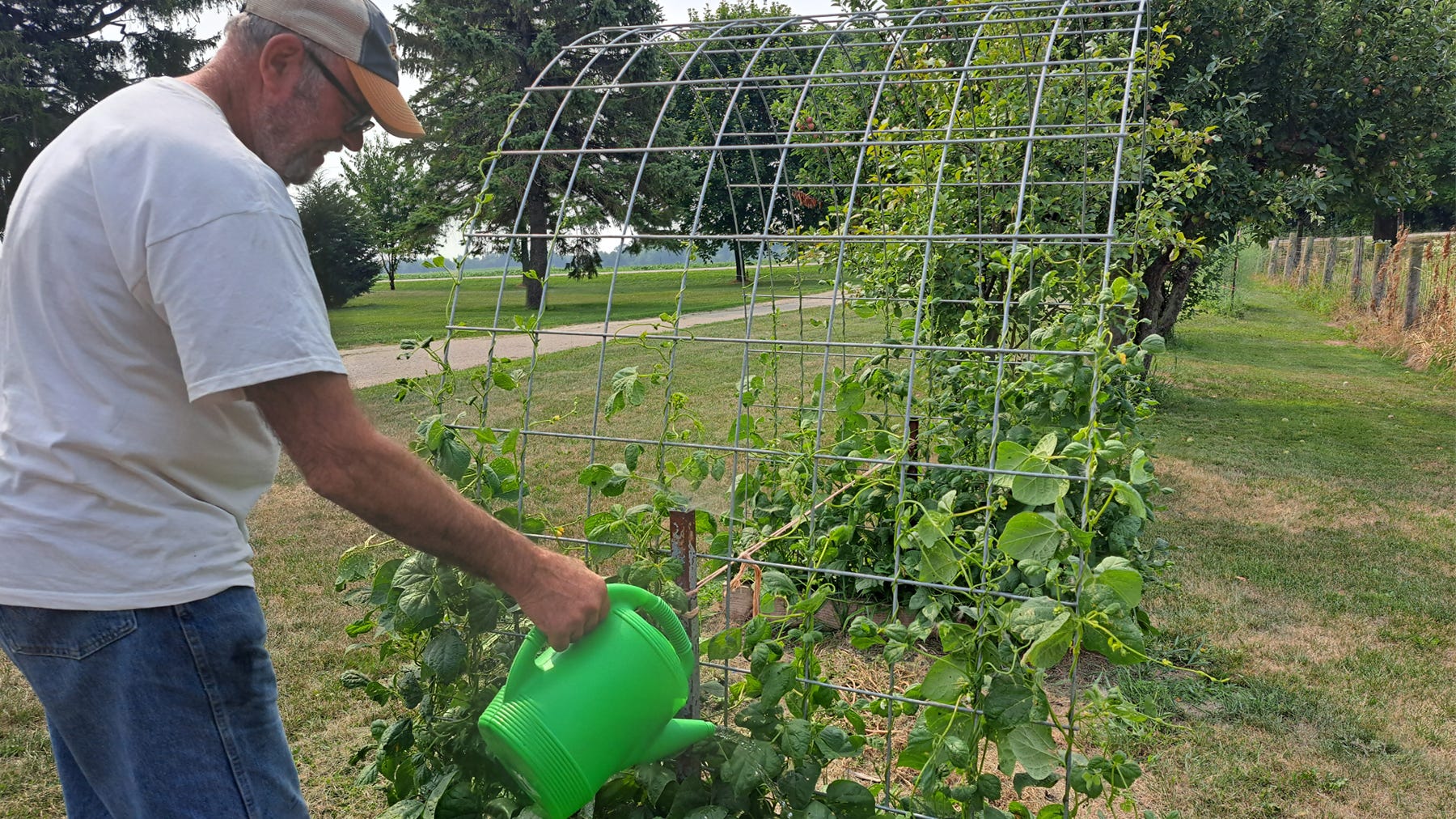 older man waters green bean plants growing on a trellis with a green watering can