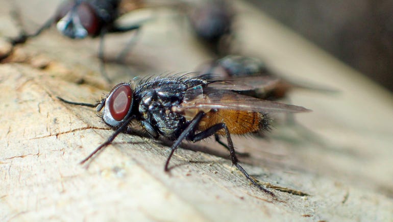 Close up of an adult male face fly