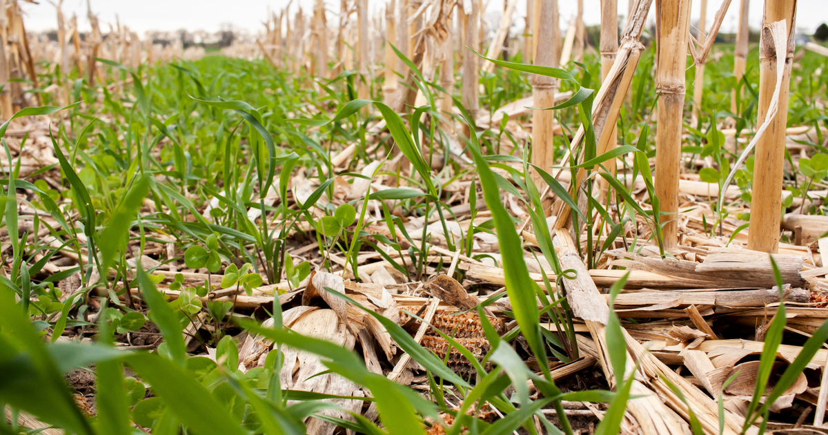 Crop residue breakdown: the role of soil