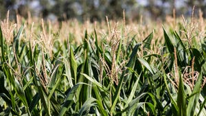 Brazil safrinha corn pushes production higher
