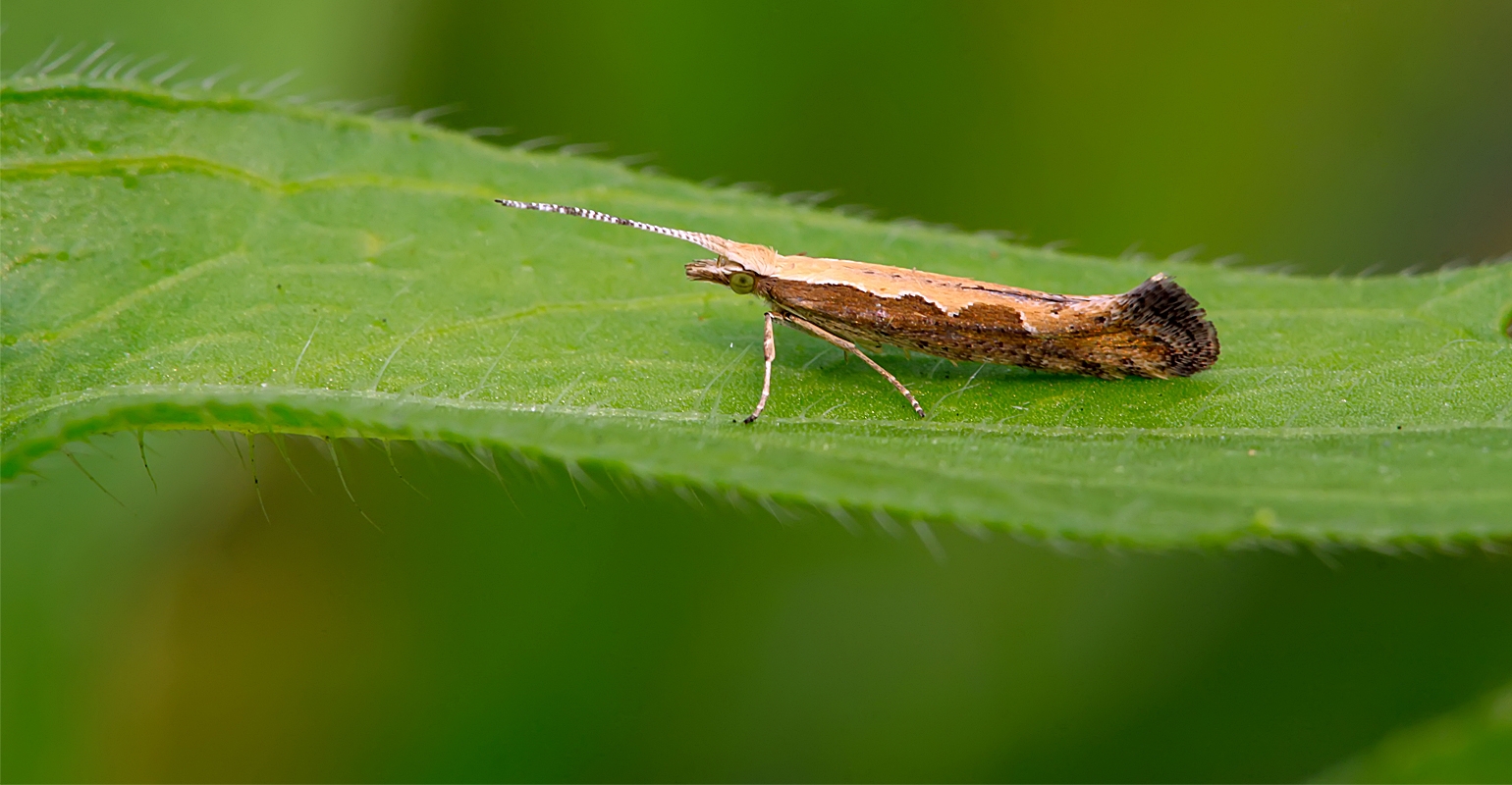 Diamondback Moth - Prevention and Control