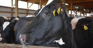 cow standing in barn pen