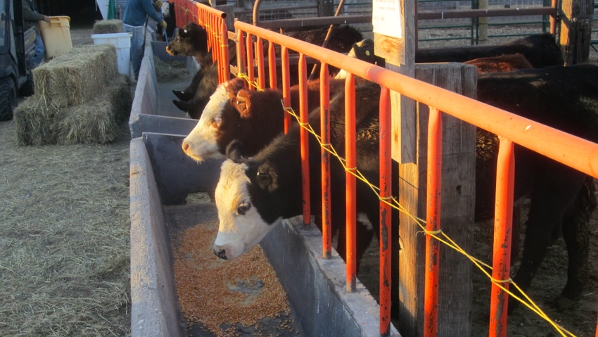 WFP-OSU-bohnert-drought-cattle-080621-1.jpg WFP-OSU-bohnert-drought-cattle-080621-1.jpg