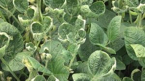 Dicamba Damage Soybeans