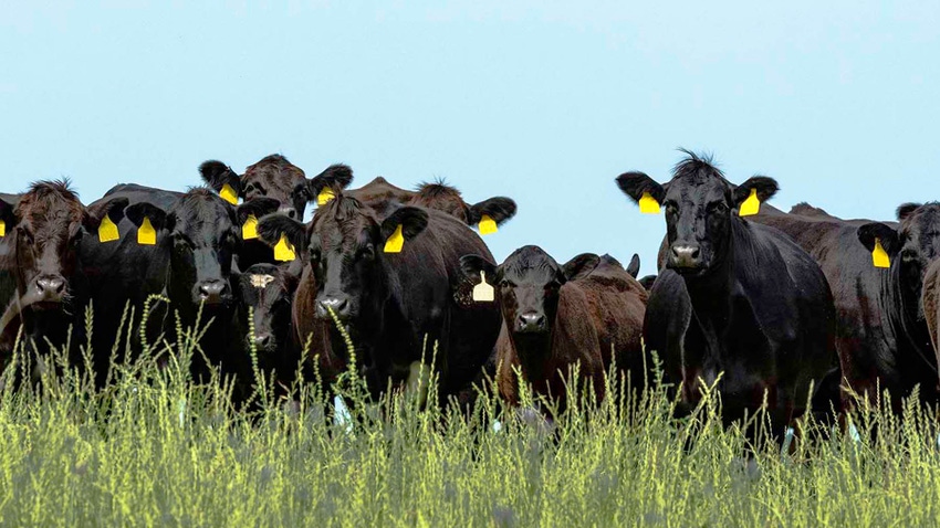 Angus cattle on pasture