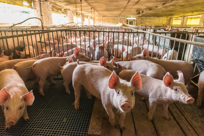 hog farm hog farm
