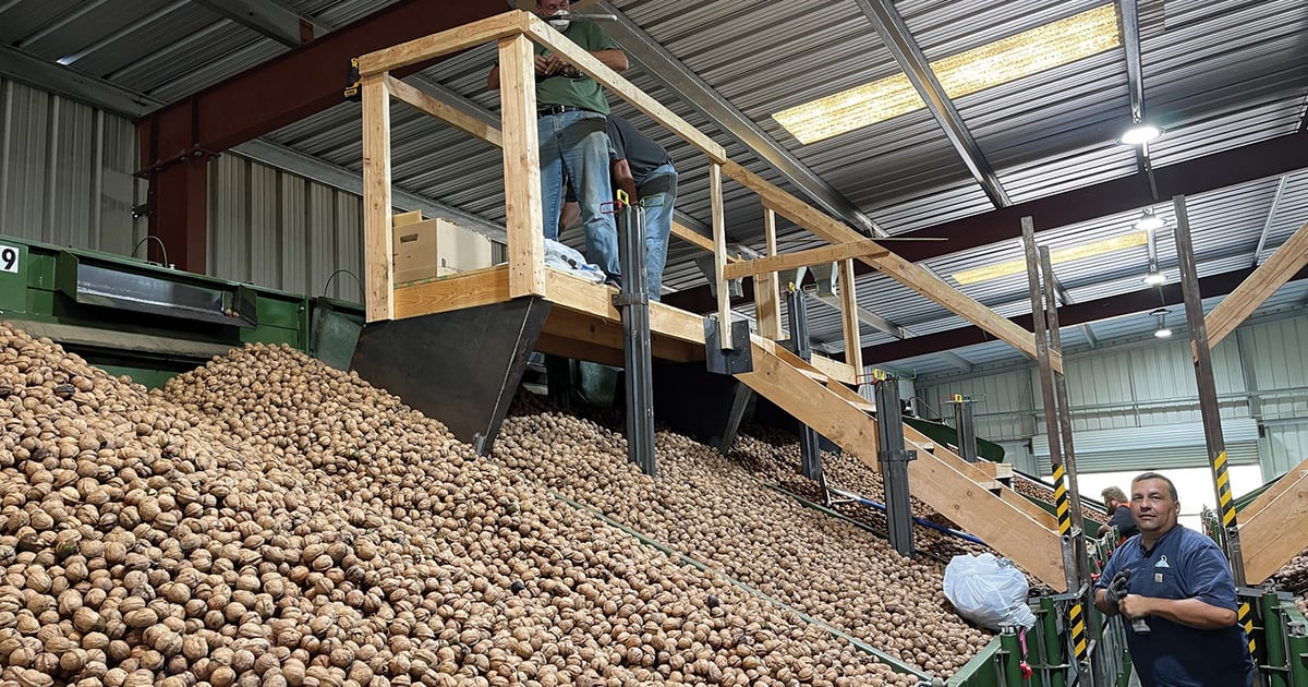 New walnut drying method shows promise