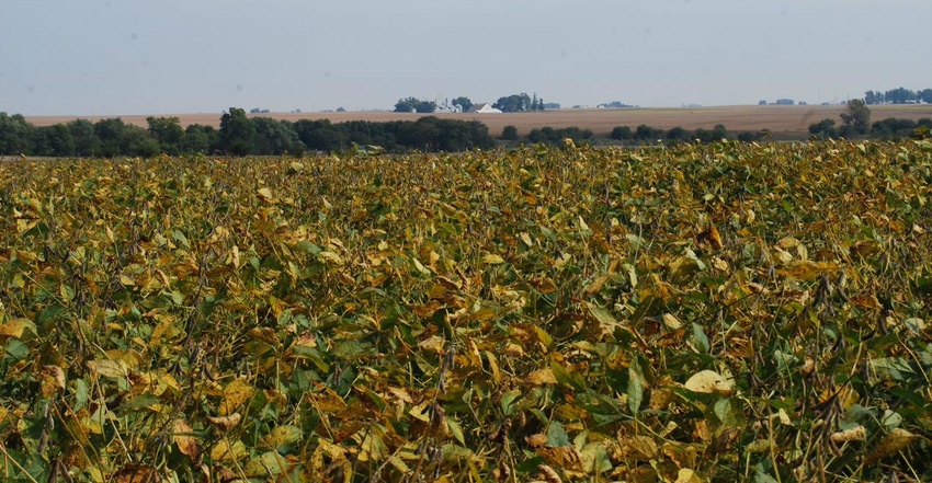 yellowing soybean field