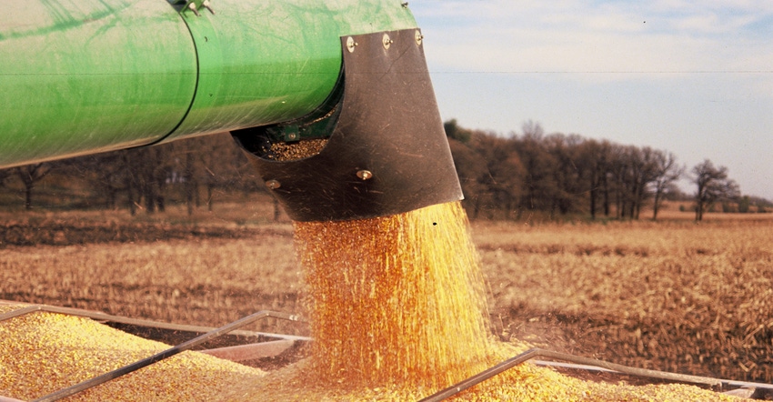 Corn seed being poured into tractor trailer