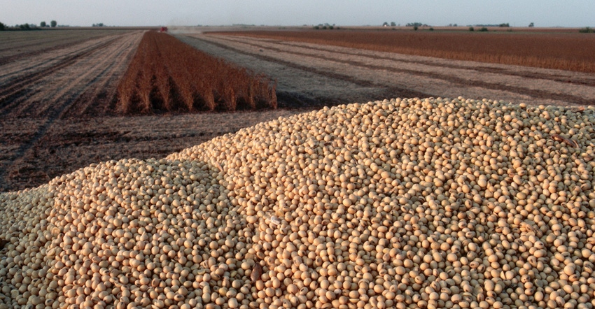 mountain of harvested soybeans in truck pictured above fields in background.