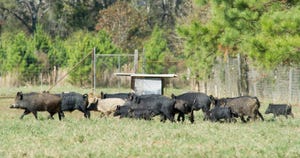 wild hogs run through field