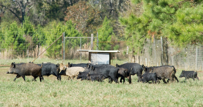wild hogs run through field