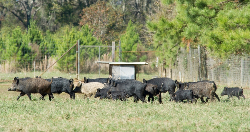 wild hogs run through field wild hogs run through field