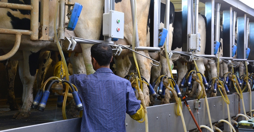 milking operation at dairy farm
