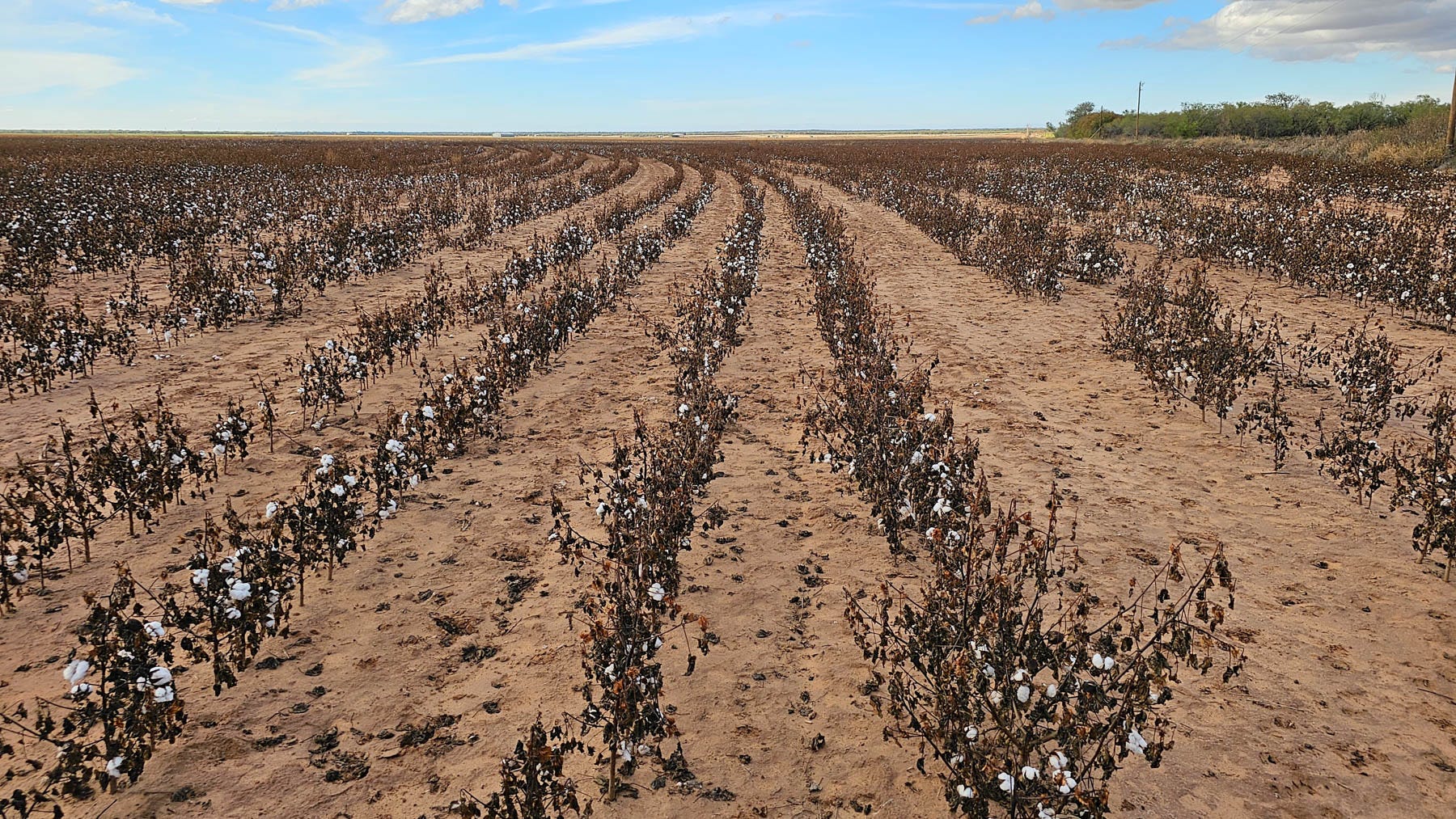 swfp-shelley-huguley-gaona-harvest-23-25.jpg swfp-shelley-huguley-gaona-harvest-23-25.jpg