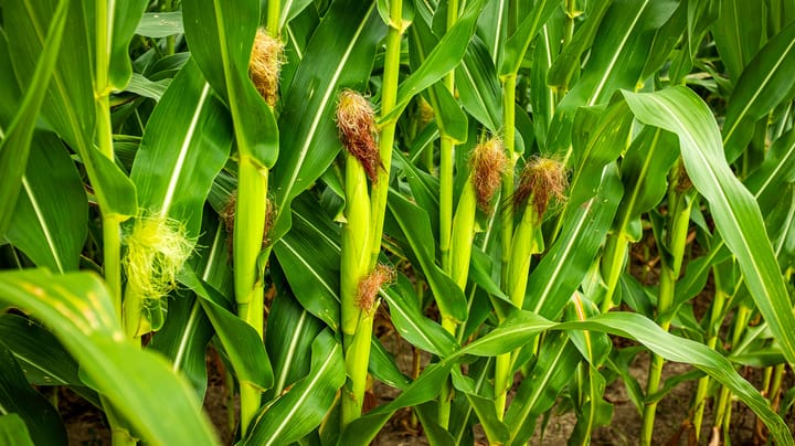 Scientists discover how to make plants absorb more nitrogen