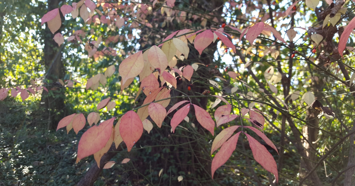 Time to declare war on invasive species in Indiana woodlands
