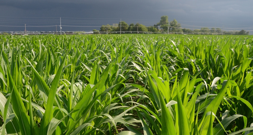 corn field with dark rain clouds