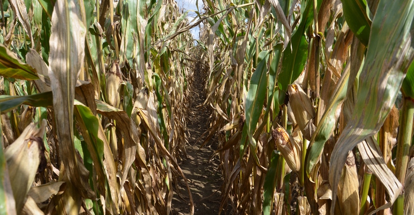cornfield cornfield