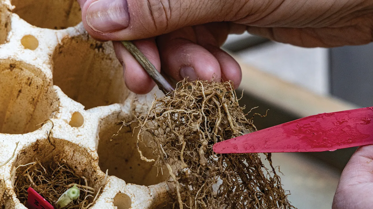 Gil Gullickson - Screening for soybean cyst nematode has traditionally required digging up plants, extracting roots and manually counting nodules
