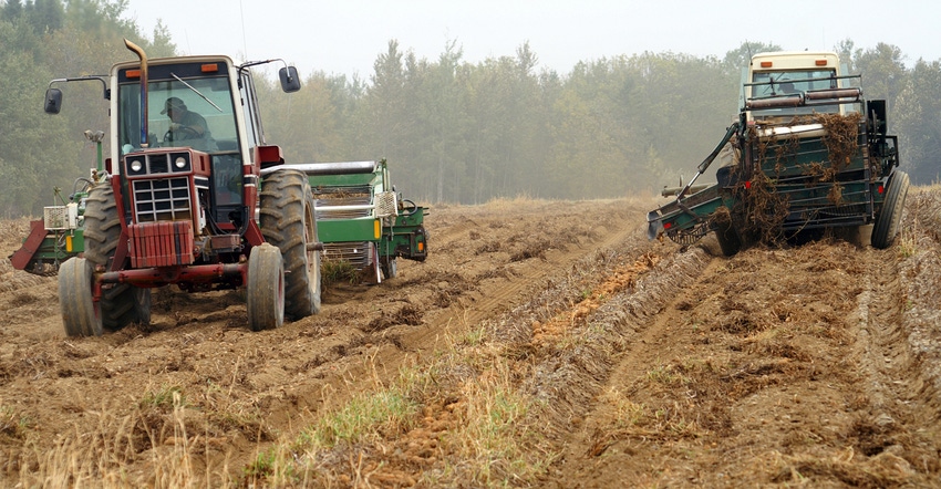 Potato harvest