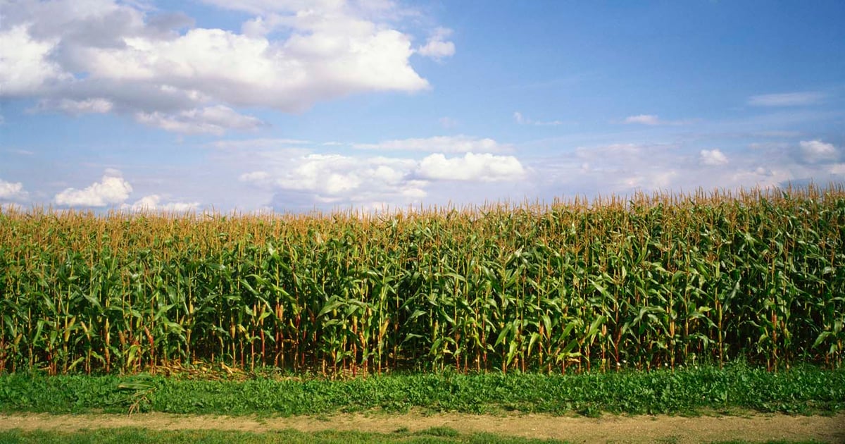 September WASDE throws grains in the red | Farm Progress