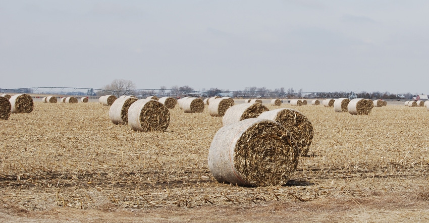 Corn stalk bales in field