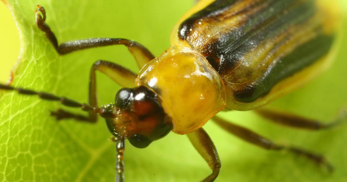 Time to scout for corn rootworm damage