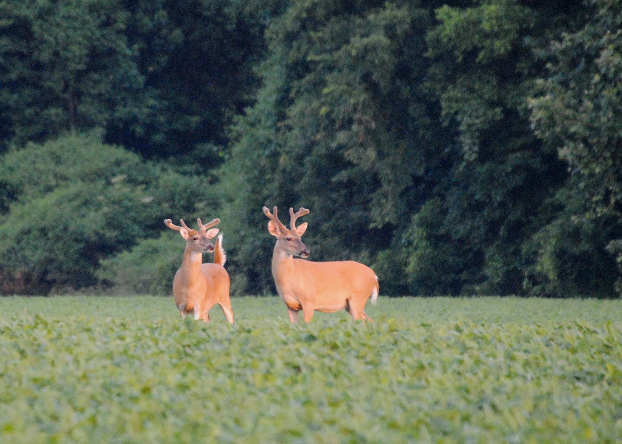 Preventing deer damage with electric fencing Farm Progress
