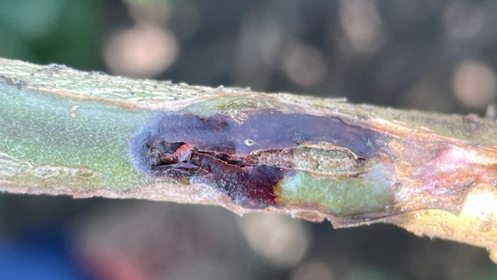 Ashley Dean - Black lesions formon soybean stems a result of larvae feeding
