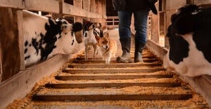 two dogs and pair of legs in boots walking in between cows