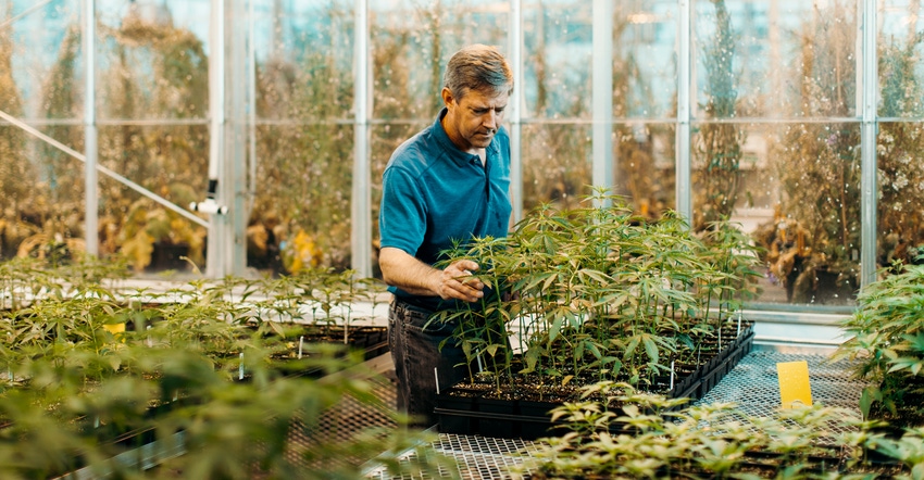 Larry Smart checks industrial hemp plants in a greenhouse
