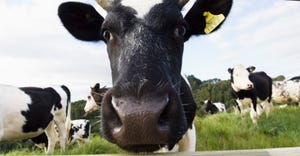 Closeup of dairy cow head
