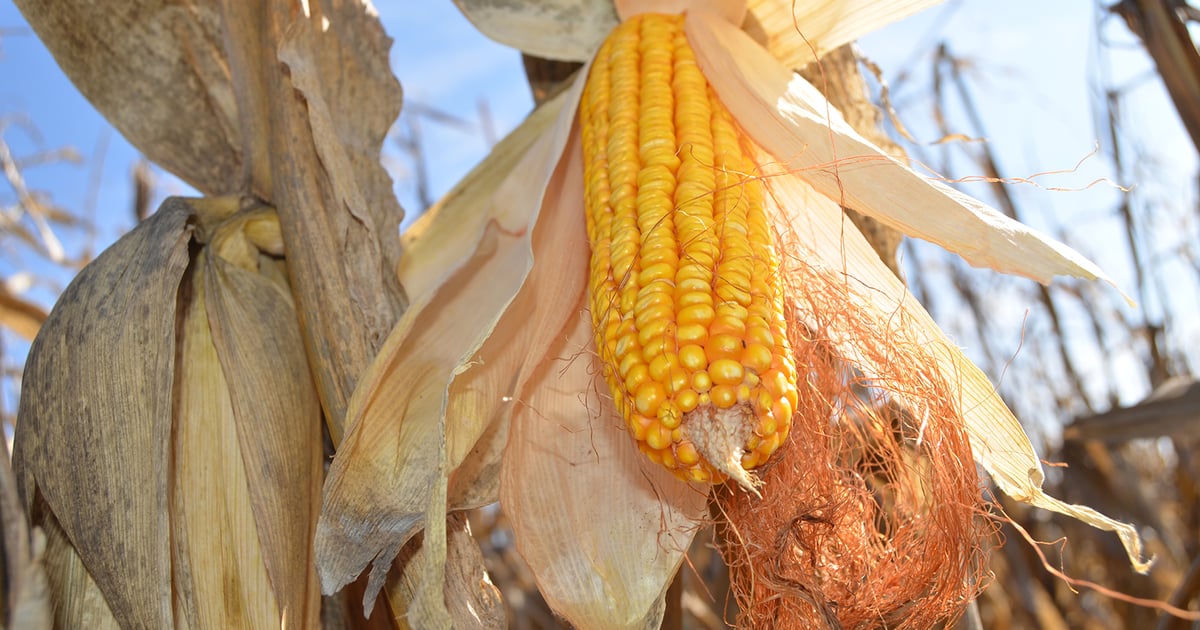 What were the top-yielding corn hybrids of 2017? | Farm Progress