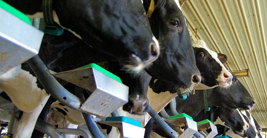 A row of cows lines up for feeding inside the a dairy barn