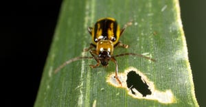 Western corn rootworm beetle on corn leaf