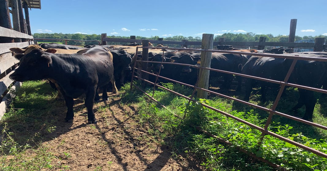 On this ranch, your productivity must outweigh your stubbornness