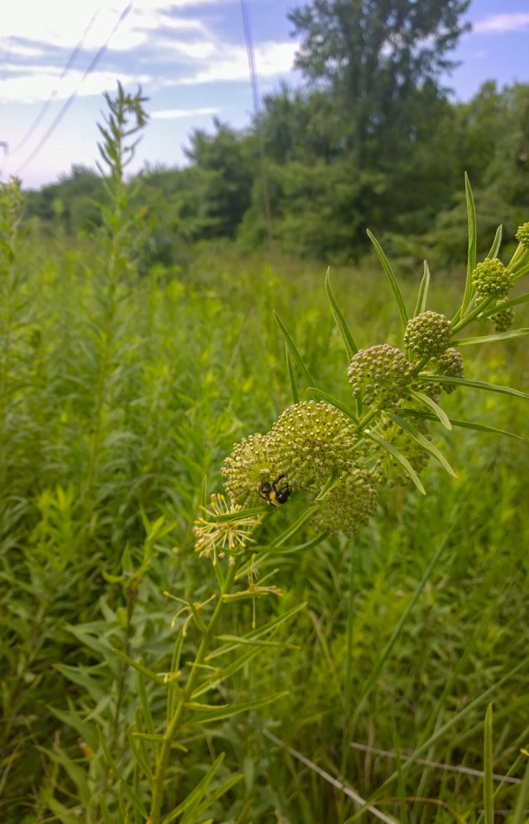 Tall green milkweed growing in a pasture