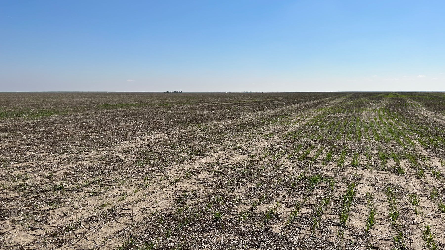dried-out wheat field in Lakin, Kan.