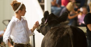 girl show cow at county fair