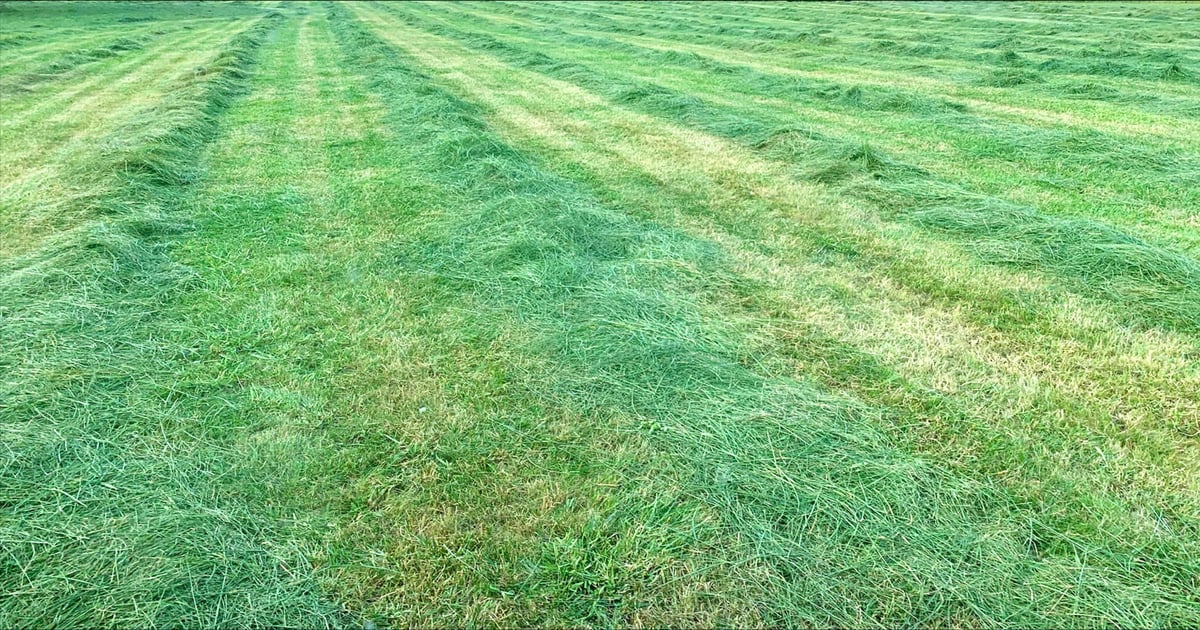 How to boost your second and third hay cuttings