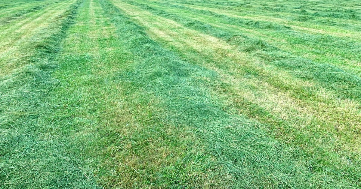 How to boost your second and third hay cuttings