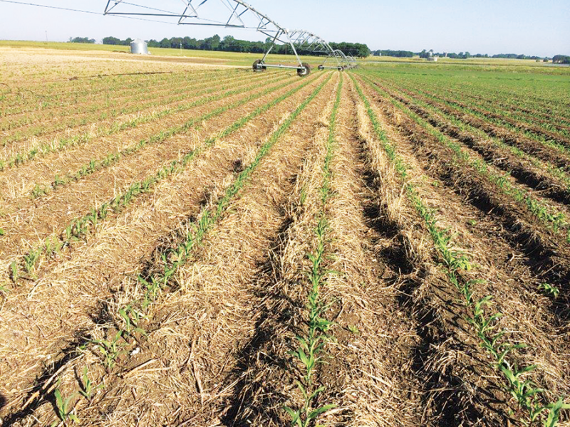 Rice field with transplanter in Germany